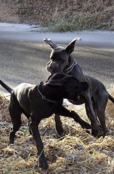 německé dogy Markéta Koubová