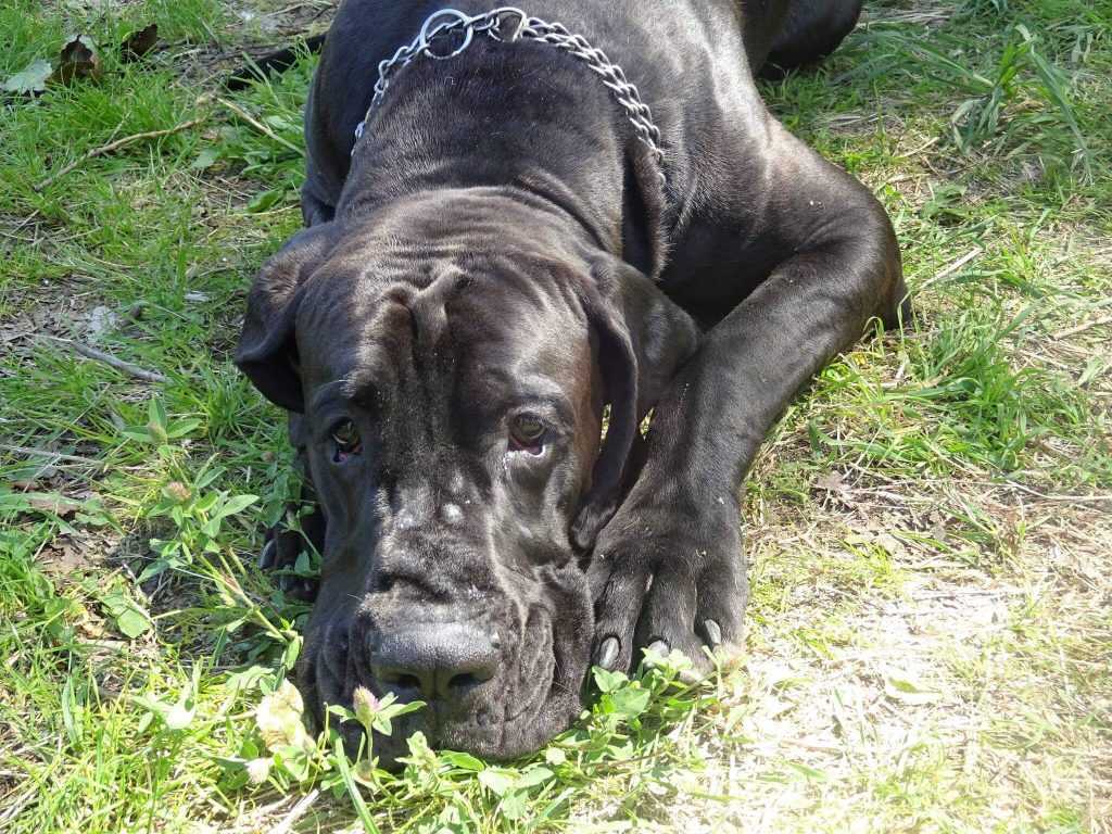 pes němeké dogy ve výborné kondici díky doplňkům stravy pro psy ProArtLeg Maxy